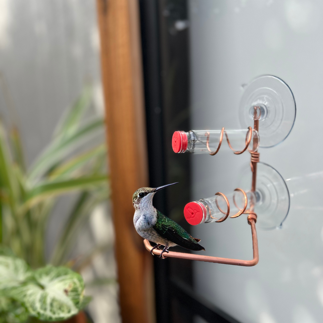 unique gift of window hummingbird feeder for outdoors