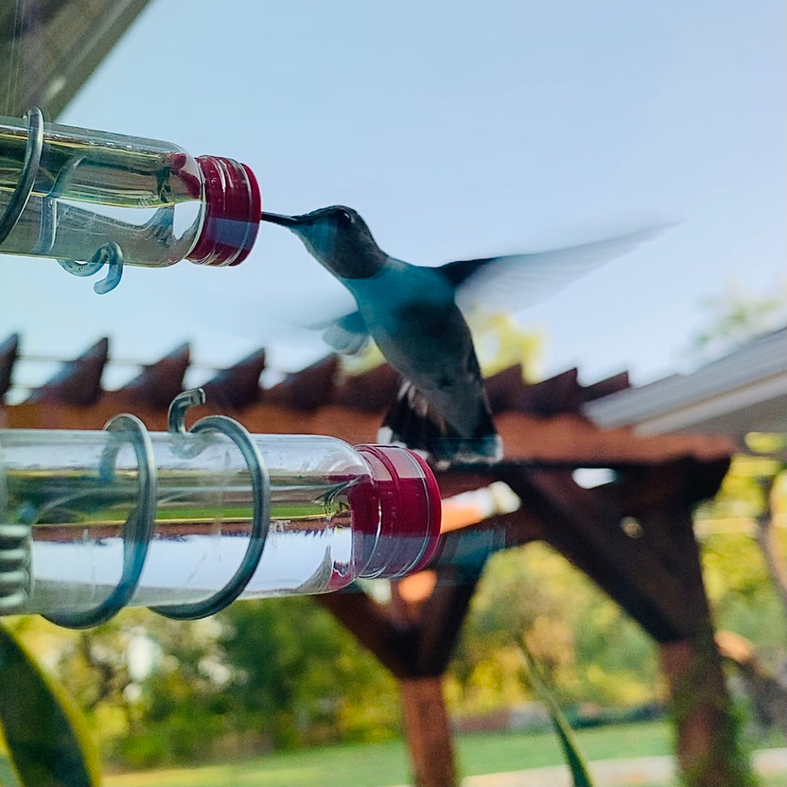 unique gift of window hummingbird feeder for outdoors