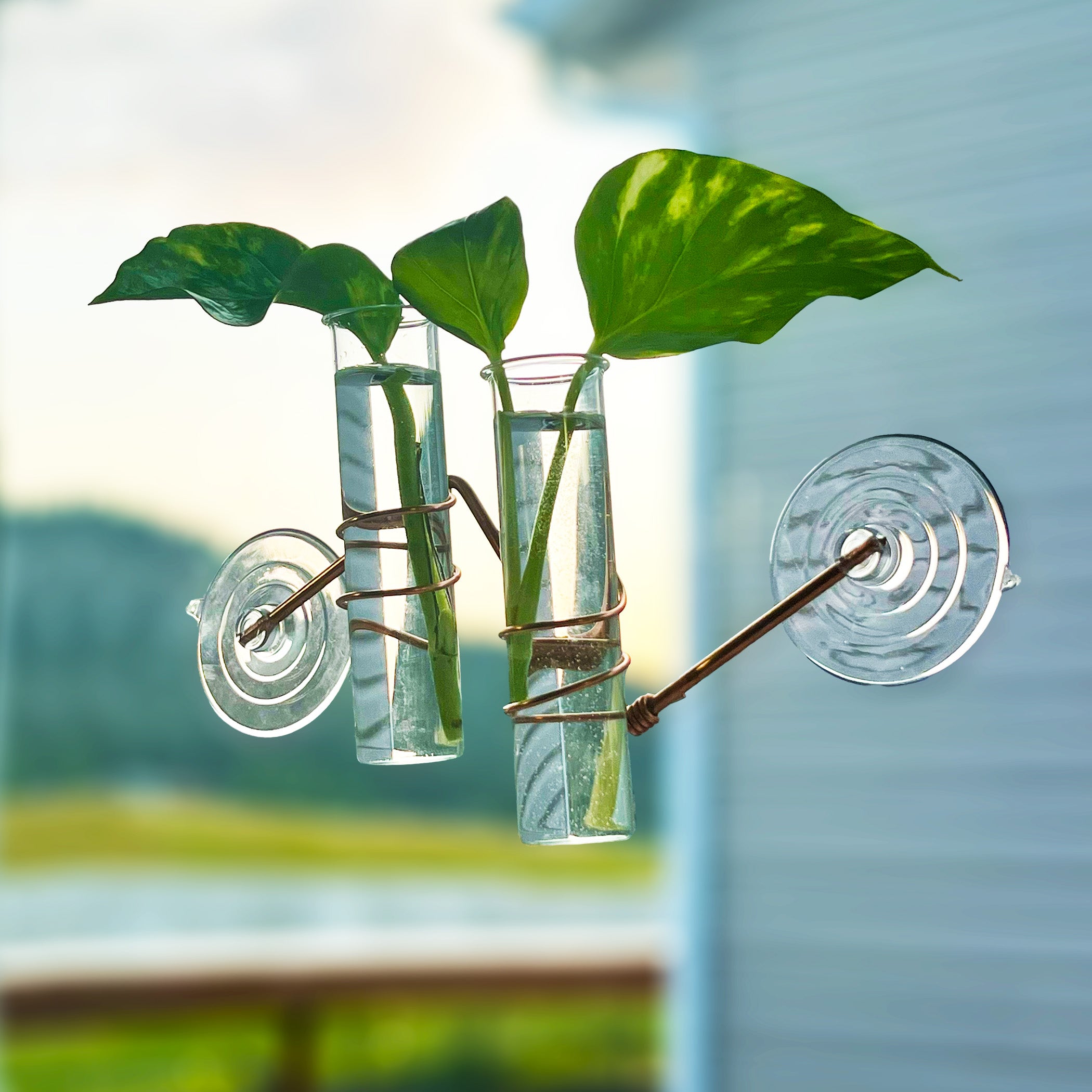 The Hazel Window Plant Propagator