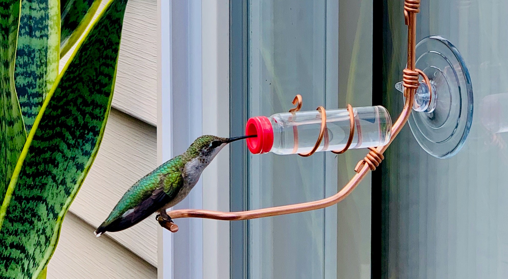 unique gift of window hummingbird feeder for outdoors