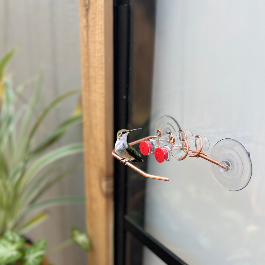 unique gift of window hummingbird feeder for outdoors