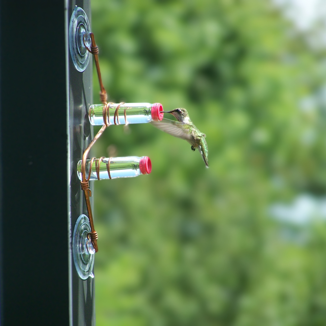 unique gift of window hummingbird feeder for outdoors