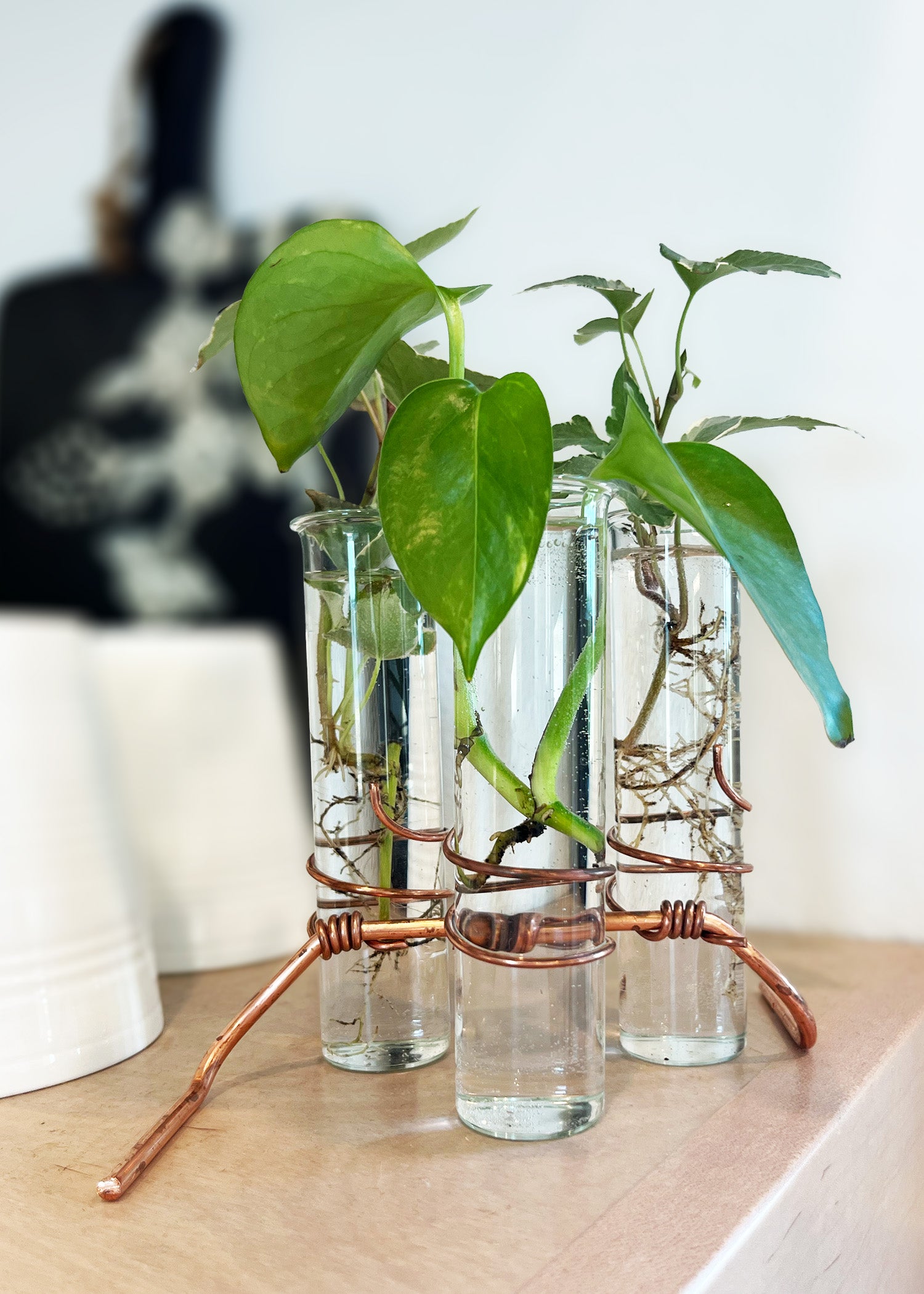 indoor plant propagation kit The Emma Plant Propagator (3 Stem) – Sweet Feeders LLC