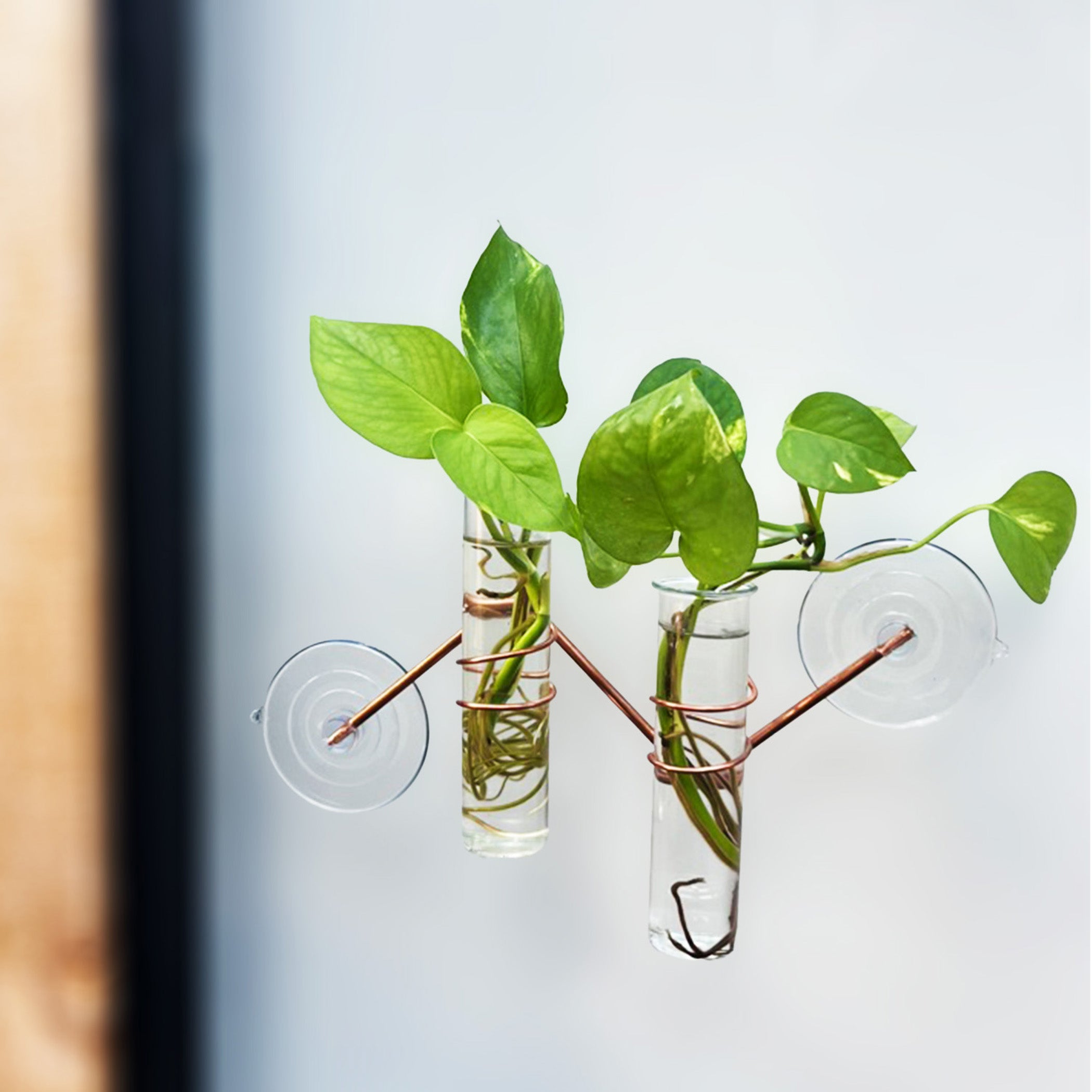 The Hazel Window Plant Propagator