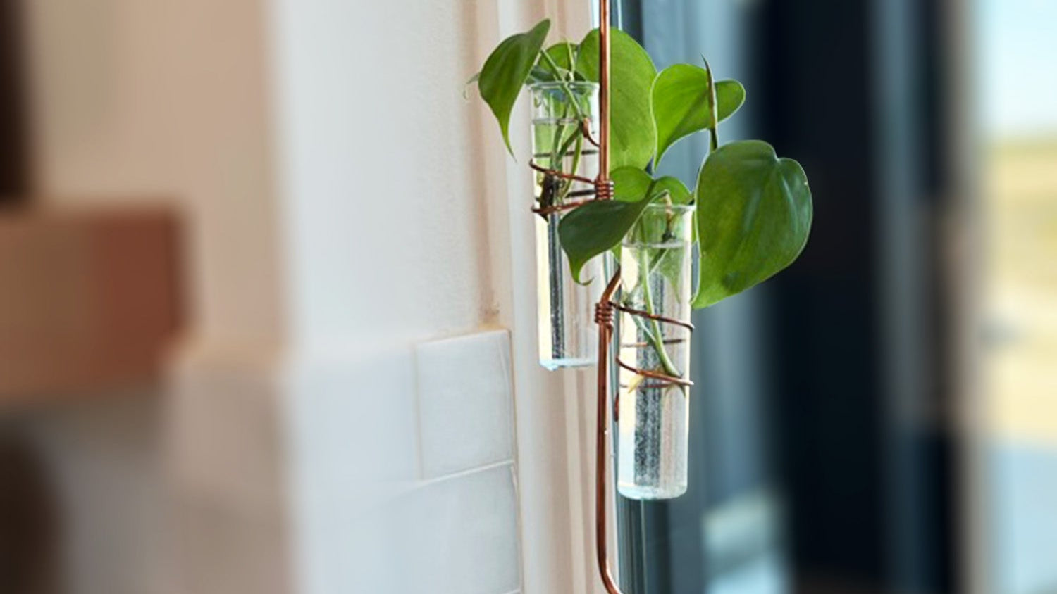 The Holly Hook Window Plant Propagator