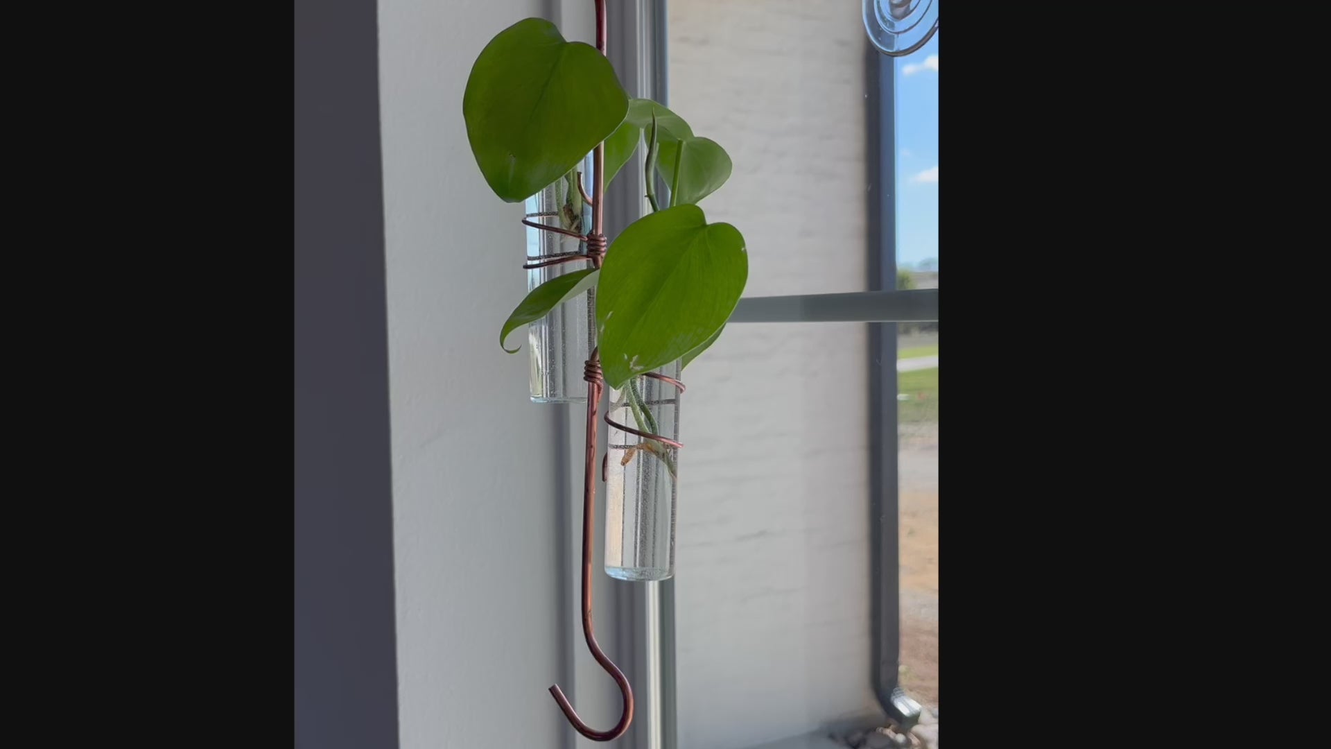 The Holly Hook Window Plant Propagator