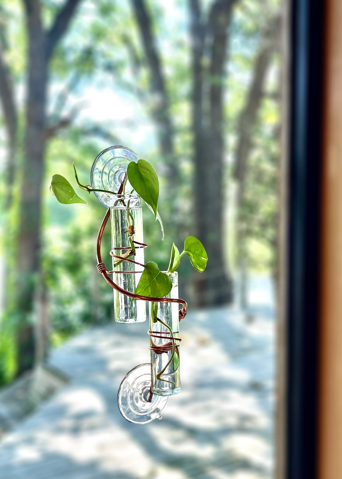 The Willow Window Plant Propagator (Double Stem)