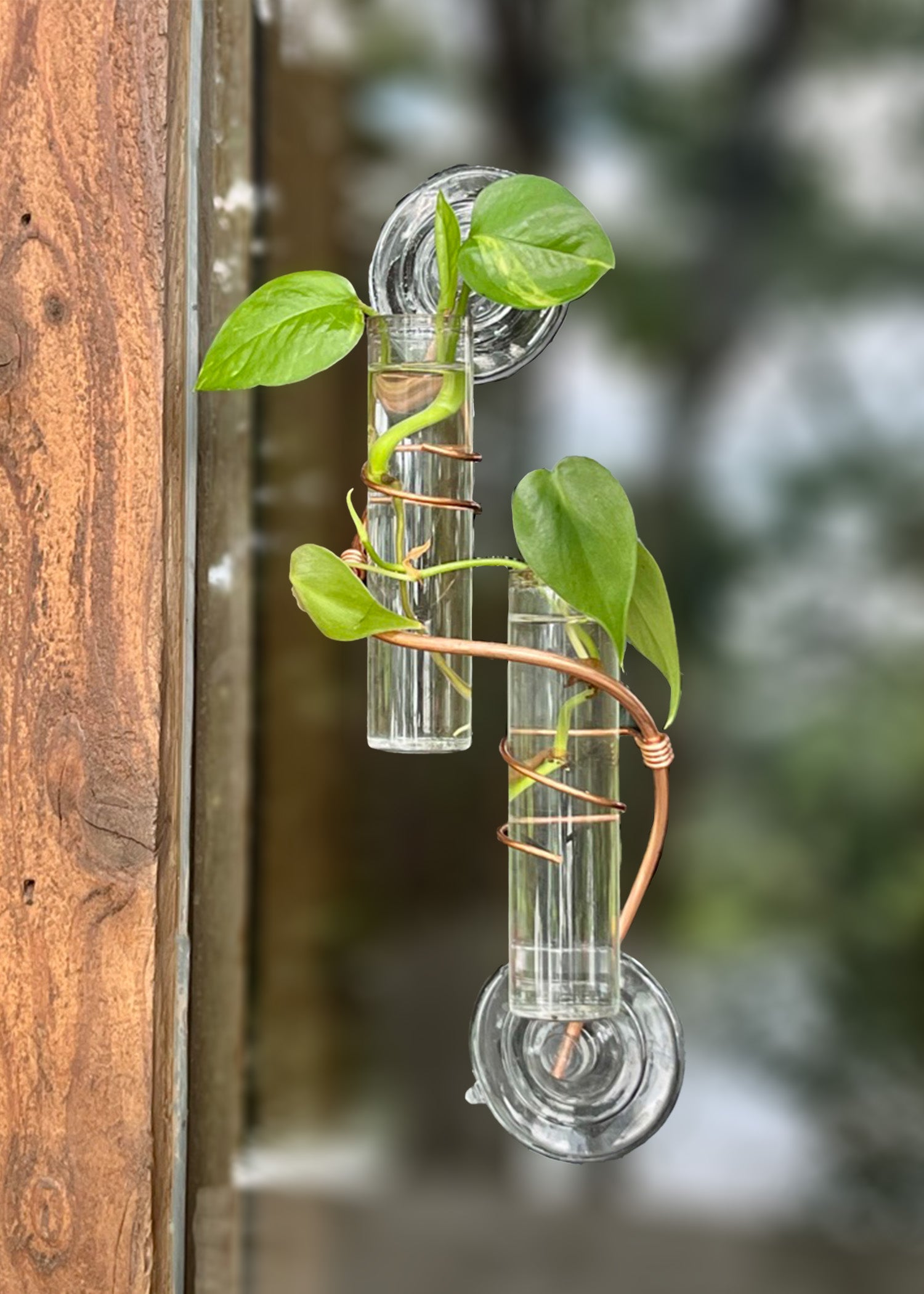 The Willow Window Plant Propagator (Double Stem)