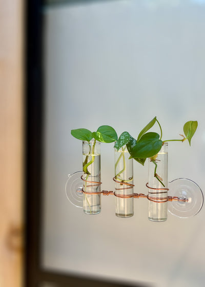 The Lily Window Propagator (Triple Stem)