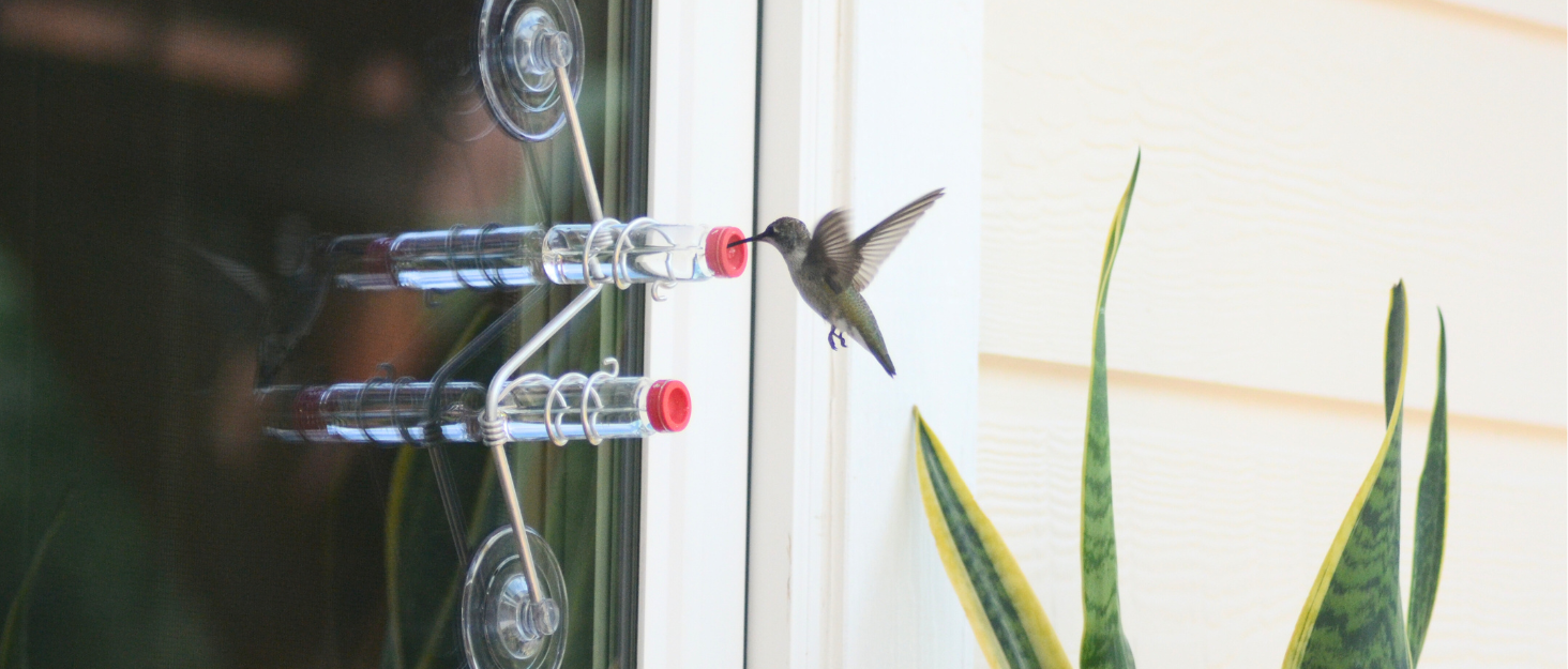 unique gift of window hummingbird feeder for outdoors 