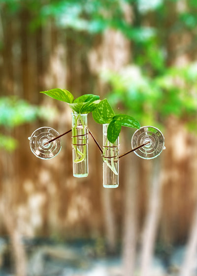 The Hazel Window Plant Propagator