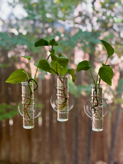 hanging plants glass jars The Little Window Propagator (Three Bottles) – Sweet Feeders LLC