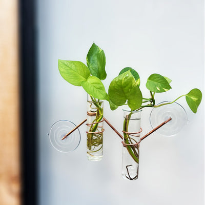 The Hazel Window Plant Propagator