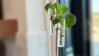 The Holly Hook Window Plant Propagator