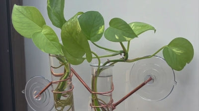 The Hazel Window Plant Propagator